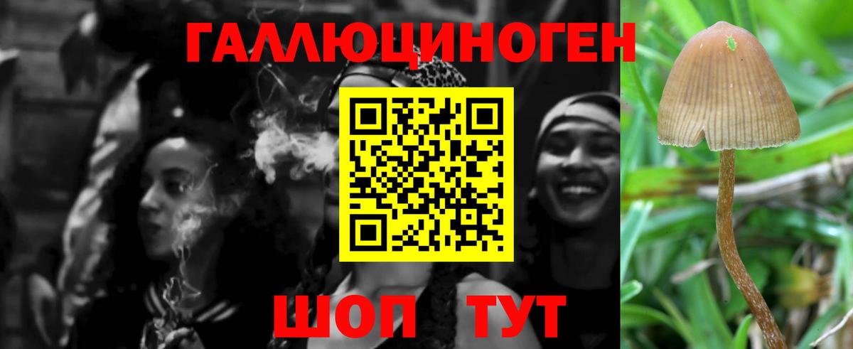 Псилоцибиновые грибы Psilocybe Дивногорск
